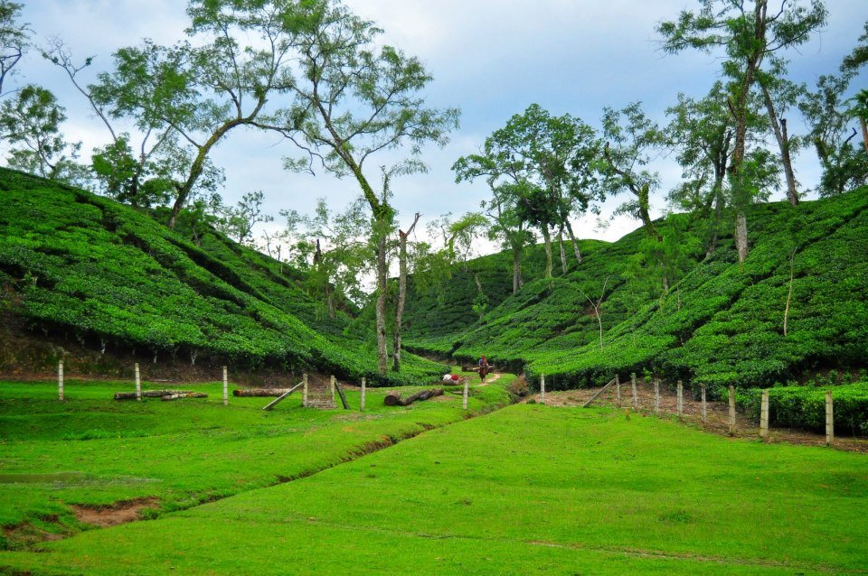 Sylhet Tea Garden